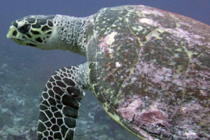 Catherine, hawksbill, adopted for Katie by Connor J Snitker Hawksbill, Kurethi, Laamu Atoll, Maldives. Image.