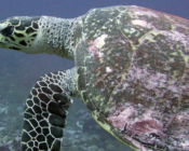 Hawksbill, Kurethi, Laamu Atoll, Maldives. Image.