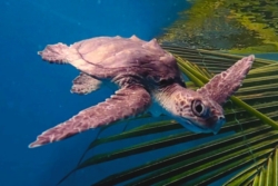 Click to adopt Baani Adopt turtle patient Baani to support her recovery. Image.