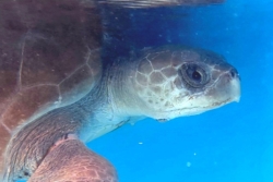 Click to adopt Ele Adopt turtle patient Ele, to support his recovery. Image.