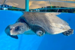 Click to adopt Haya Adopt a turtle patient to support their recovery. Image.