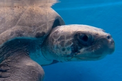 Click to adopt Kanbulo Adopt turtle patient Kanbulo to support her recovery. Image.