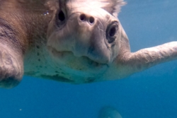 Adopt a turtle patient. Image.