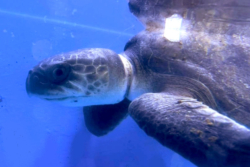 Click to adopt Oakidu Adopt a turtle patient. Image.