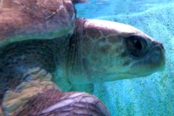 Adopt a turtle patient. Image.