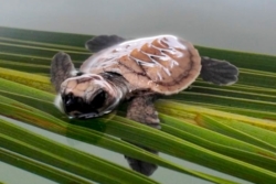 Adopt a turtle patient. Image.
