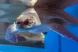 Click to adopt Sanfa Adopt turtle patient Sanfa to support her recovery. Image.