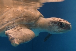 Click to adopt Thureesha Adopt turtle patient Thureesha to support their recovery. Image.