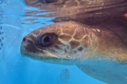 Click to adopt Ufuli