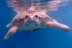Adopt a turtle patient. Image.