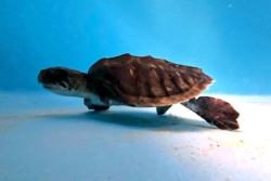 Click to adopt Haleema Adopt turtle patient Haleema to support her recovery. Image.