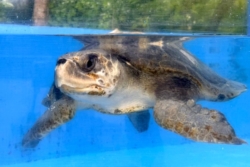 Adopt a turtle patient. Image.
