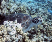 Green turtle, Coral Garden, Lhaviyani Atoll, Maldives. Image.
