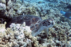 Coconut, green turtle, adopted for Imogen by Rachel Knight Green turtle, Coral Garden, Lhaviyani Atoll, Maldives. Image.