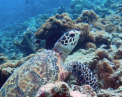 Hawksbill turtle, Dhonafanu, Baa Atoll, Maldives. Image.