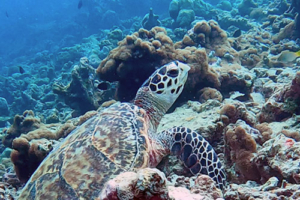 Cooper, hawksbill, adopted by Ocean Dimensions Hawksbill turtle, Dhonafanu, Baa Atoll, Maldives. Image.