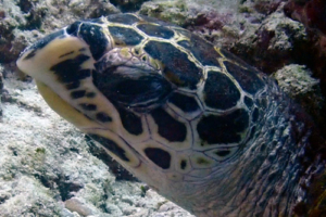 Curtis 1st, hawksbill, adopted by Daniel Hawksbill turtle, Anemone Thila, Lhaviyani Atoll, Maldives. Image.