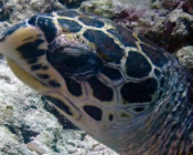 Hawksbill turtle, Anemone Thila, Lhaviyani Atoll, Maldives. Image.