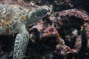 Dottie, green turtle, adopted Green turtle, Hithadhoo Corner, Laamu, Atoll, Maldives. Image.