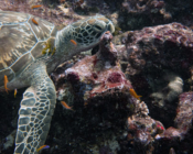 Green turtle, Hithadhoo Corner, Laamu, Atoll, Maldives. Image.