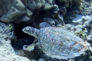 Dover, hawksbill, adopted by Kelsey and Domenic Cetrone Hawksbill turtle, on coral reef, Haleema Haa, Laamu atoll, Maldives. Image.