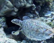 Hawksbill turtle, on coral reef, Haleema Haa, Laamu atoll, Maldives. Image.