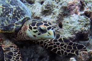 Eddie, hawksbill, adopted for Eduardo by Charlotte Piazza Hawksbill turtle, Back Reef, Lux* South Ari Atoll, Maldives. Image.