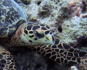Hawksbill turtle, Back Reef, Lux* South Ari Atoll, Maldives. Image.