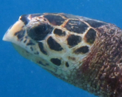 Hawksbill turtle, Kuredu Caves, Lhaviyani Atoll, Maldives. Image.