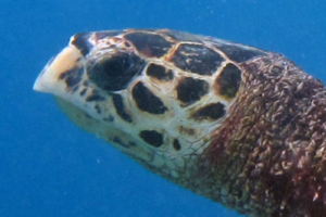 Ernest Arthur John Oliver, hawksbill, adopted for Ernest, Arthur, John & Oliver Hawksbill turtle, Kuredu Caves, Lhaviyani Atoll, Maldives. Image.