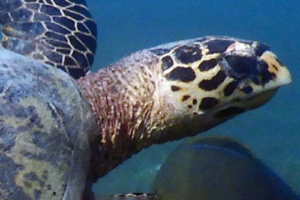 Finn, hawksbill, adopted for Finn by Ilona Messerschmidt Right profile of a hawksbill turtle, Dhuni Kolhu, Baa Atoll, Maldives. Image.