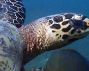 Right profile of a hawksbill turtle, Dhuni Kolhu, Baa Atoll, Maldives. Image.