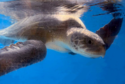 Click to adopt Fitri Adopt a turtle patient. Image.