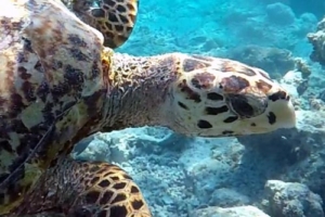 Frankie, hawksbill, adopted by The Gavin and Mulliss family Hawksbill turtle swimming near a reef, Taj Turtle Point, South Male Atoll, Maldives. Image.