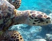 Hawksbill turtle swimming near a reef, Taj Turtle Point, South Male Atoll, Maldives. Image.