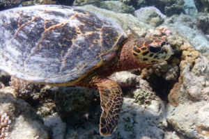 Francesca, hawksbill, adopted for Francesca by Martin Telling Hawksbill turtle, Olhuvelhi Reef, Laamu Atoll, Maldives. Image.
