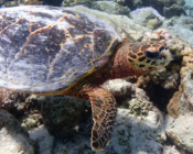 Hawksbill turtle, Olhuvelhi Reef, Laamu Atoll, Maldives. Image.