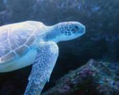 Green turtle, Kuredu Caves, Lhaviyani Atoll, Maldives. Image.