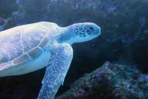 Frederikke, green turtle, adopted for Frederikke. Green turtle, Kuredu Caves, Lhaviyani Atoll, Maldives. Image.