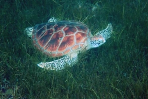 Nidhani, green turtle, adopted Nidhani, green turtle, Lhaviyani Atoll, Maldives
