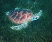 Nidhani, green turtle, Lhaviyani Atoll, Maldives