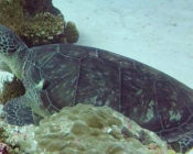 Adopt a turtle Mladives