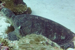 Gromi, green turtle, adopted for Stafanie by Benjamin Adopt a turtle Mladives