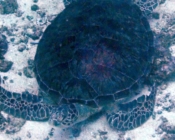 Green turtle resting, Fushifaru, Lhaviyani Atoll, Maldives. Image.