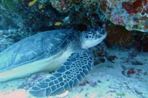 Pueppi, green turtle, adopted for Petra by Jörg Schimke