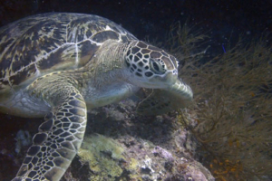 Wursti, green turtle, adopted by Julia Thors Green turtle, Kuredu Caves, Lhaviyani Atoll, Maldiives. Image.
