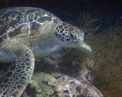 Green turtle, Kuredu Caves, Lhaviyani Atoll, Maldiives. Image.