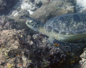 Green turtle, Hurawalhi Thila, Lhaviyani Atoll, Maldives. Image.