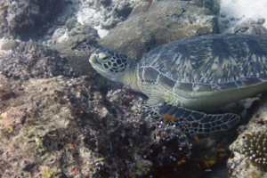 Sarina, green turtle, adopted by Michaela Maurer & Simone Wüst-Maurer Green turtle, Hurawalhi Thila, Lhaviyani Atoll, Maldives. Image.
