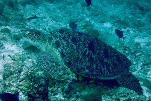 Kurt, green turtle, adopted by Christine & Stefan Fischer Green turtle, Kuredu Express, Lhaviyani Atoll, Maldives